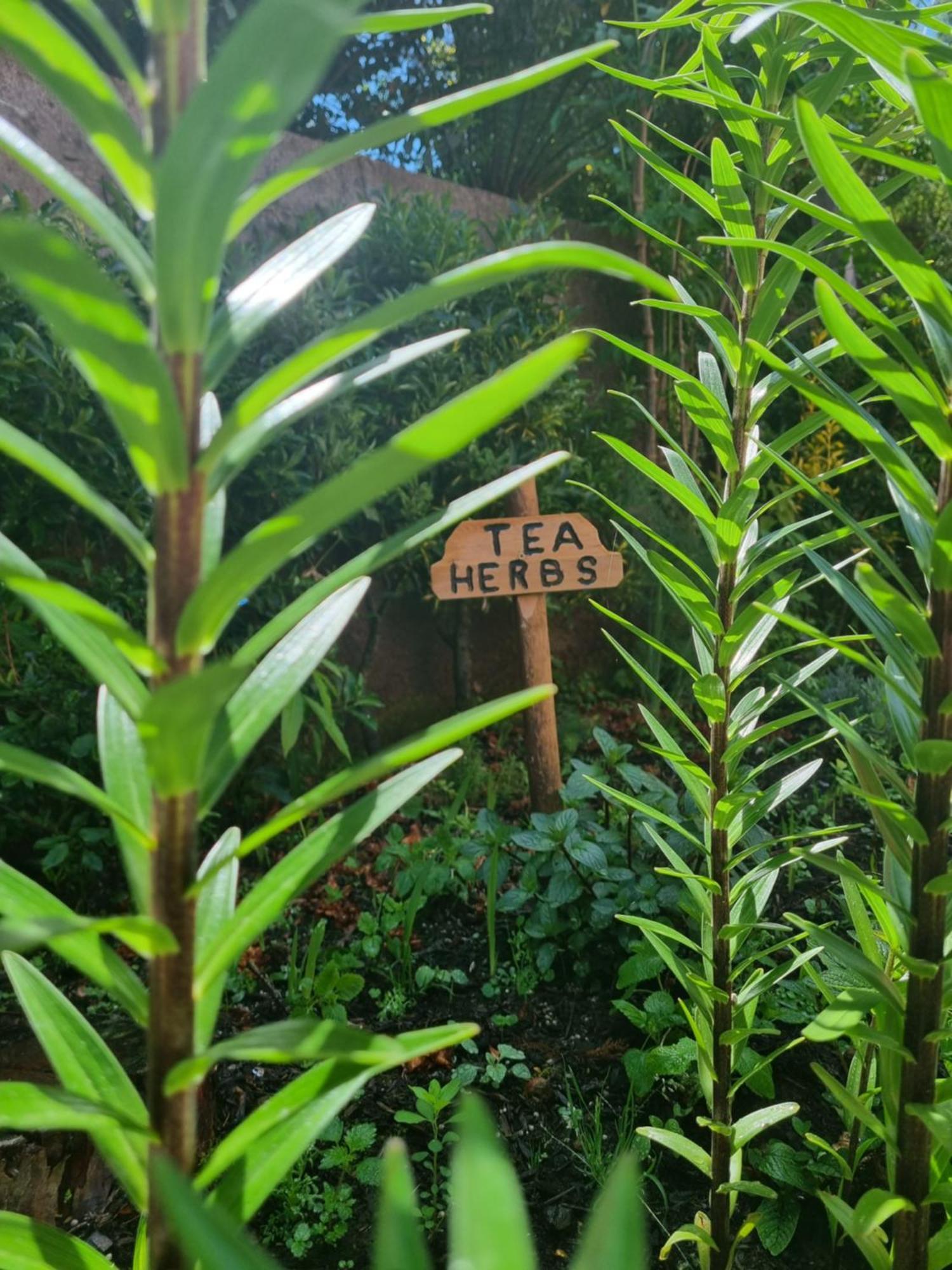 Abrigo Da Serra- Nature Trails Santana (Madeira) Exterior foto
